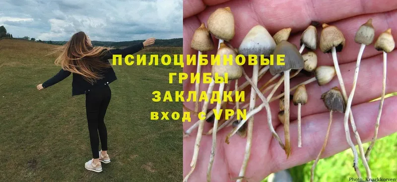 Псилоцибиновые грибы Magic Shrooms  darknet наркотические препараты  Знаменск 